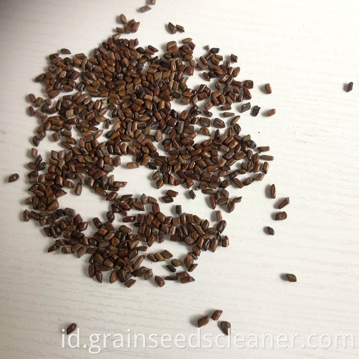 cassia seed